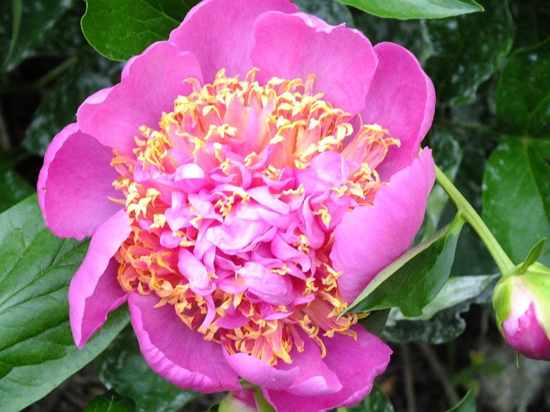 peony14 (6)